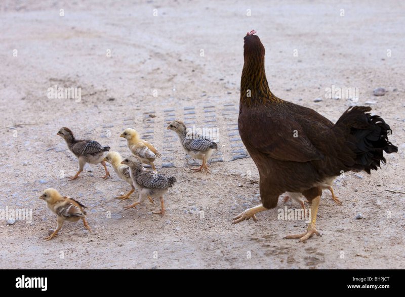 A look at jugar chicken road